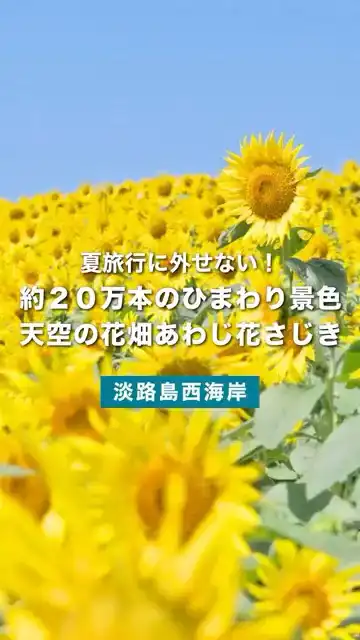 【淡路島 夏の絶景スポット】もうすぐ見ごろあわじ花さじきのひまわり畑