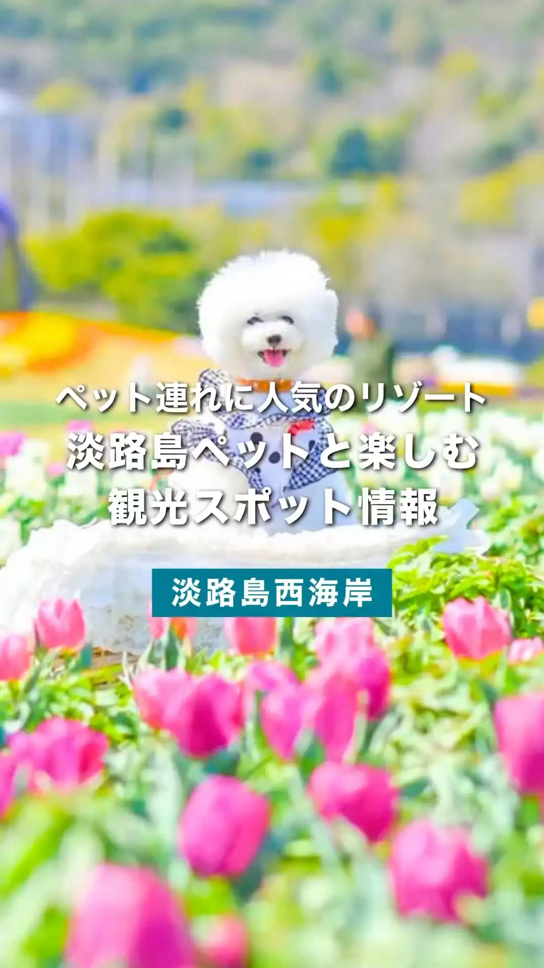 【淡路島観光ペット連れ旅】愛犬と楽しむ海辺のドライブ＆ランチスポット特集