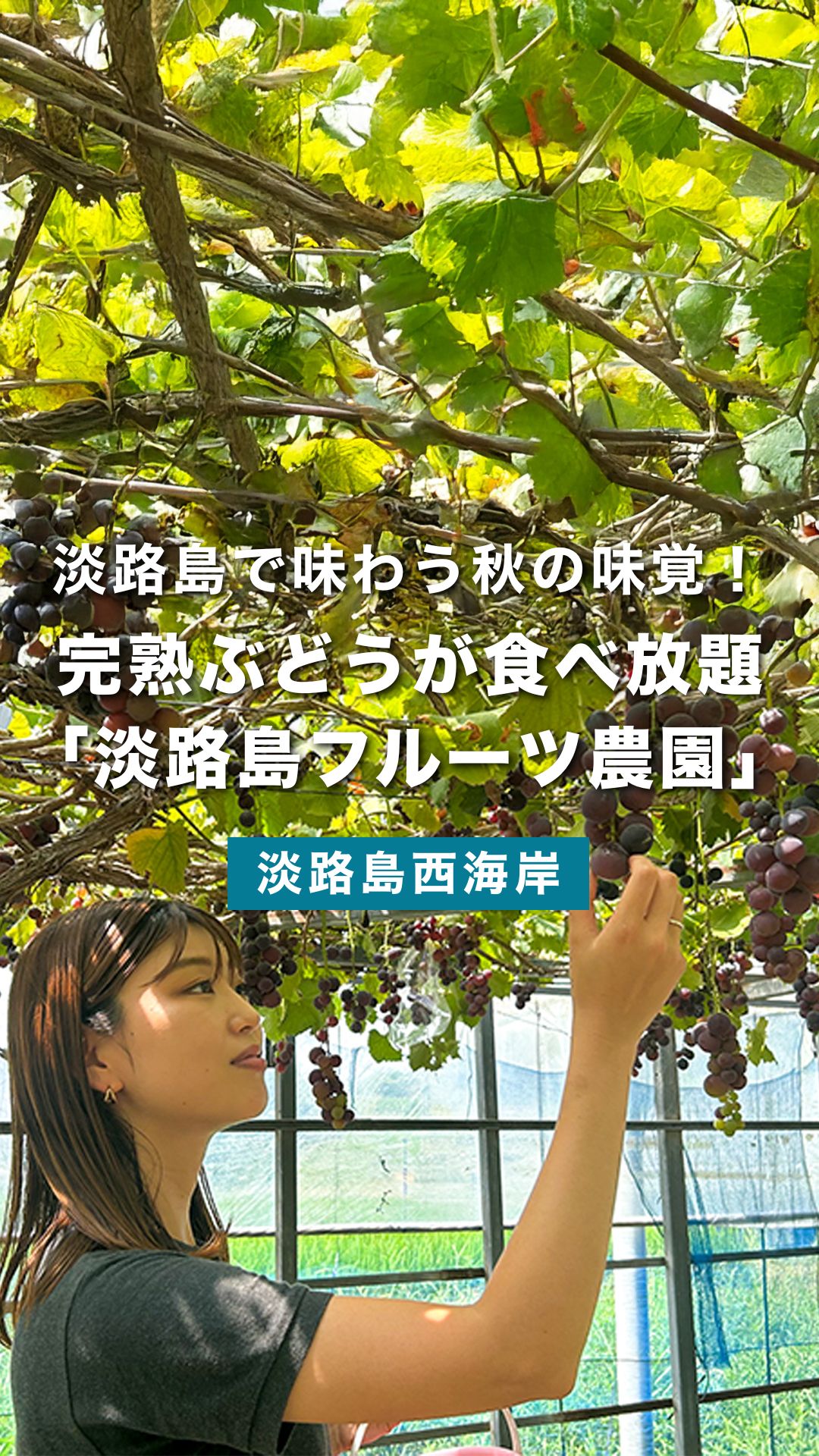 淡路島でぶどう狩り体験！雨の日でも楽しめる「淡路島フルーツ農園」で旬の甘いぶどうを堪能しよう